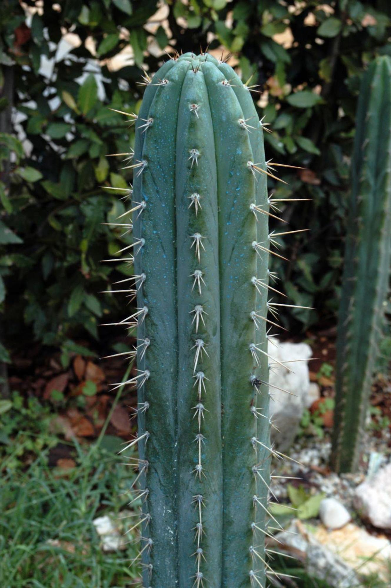 Cactus House Gaspar Задар Екстериор снимка